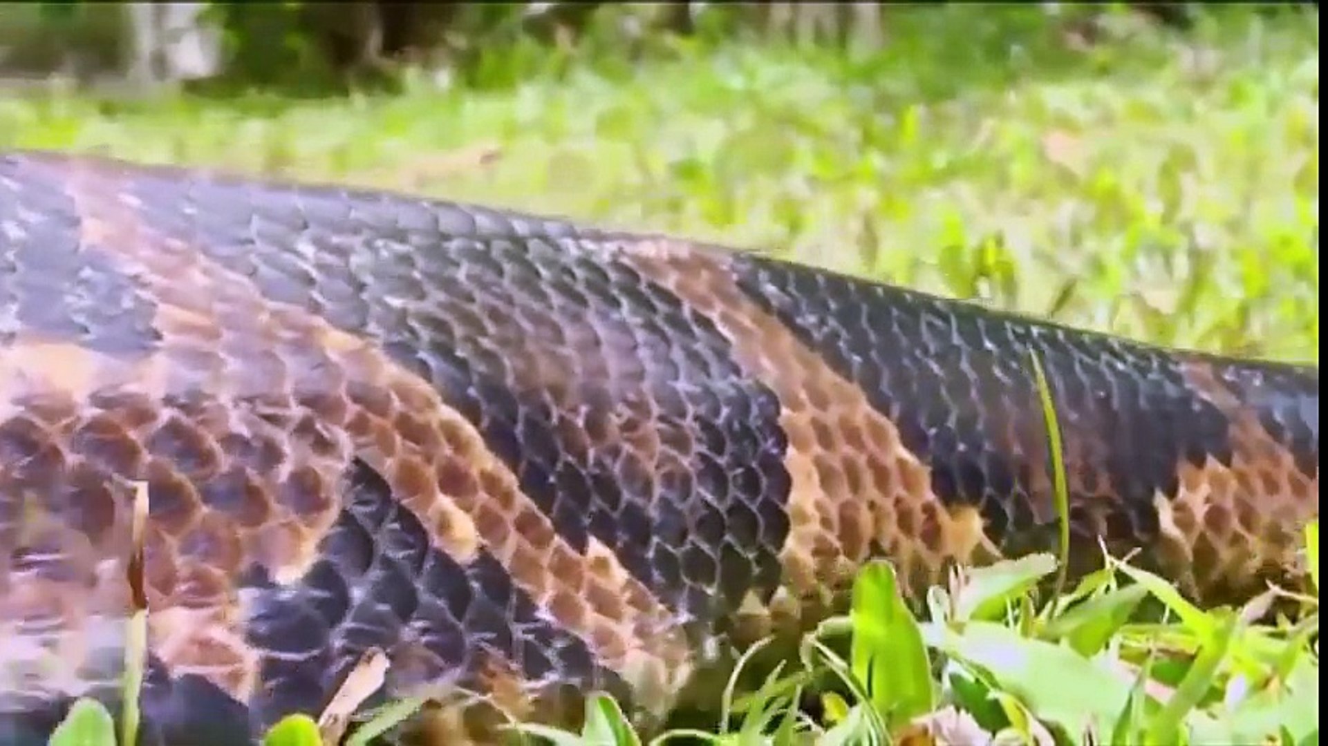 World S Biggest Python Snake Found In Amazon River 2 Biggest Python Snake Giant Anaconda Attack Video Dailymotion