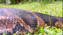 World's Biggest Python Snake Found in Amazon river #2 - BIGGEST PYTHON SNAKE - GIANT ANACONDA ATTACK