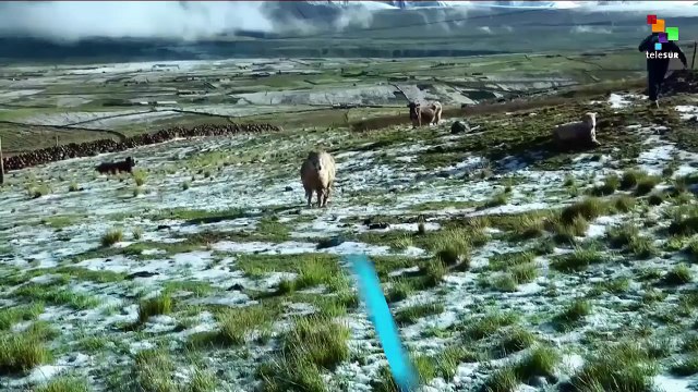 Dead Cold Hits Peruvian Andes