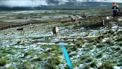 Dead Cold Hits Peruvian Andes