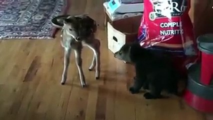 les petits ... sont pas commes les grands !