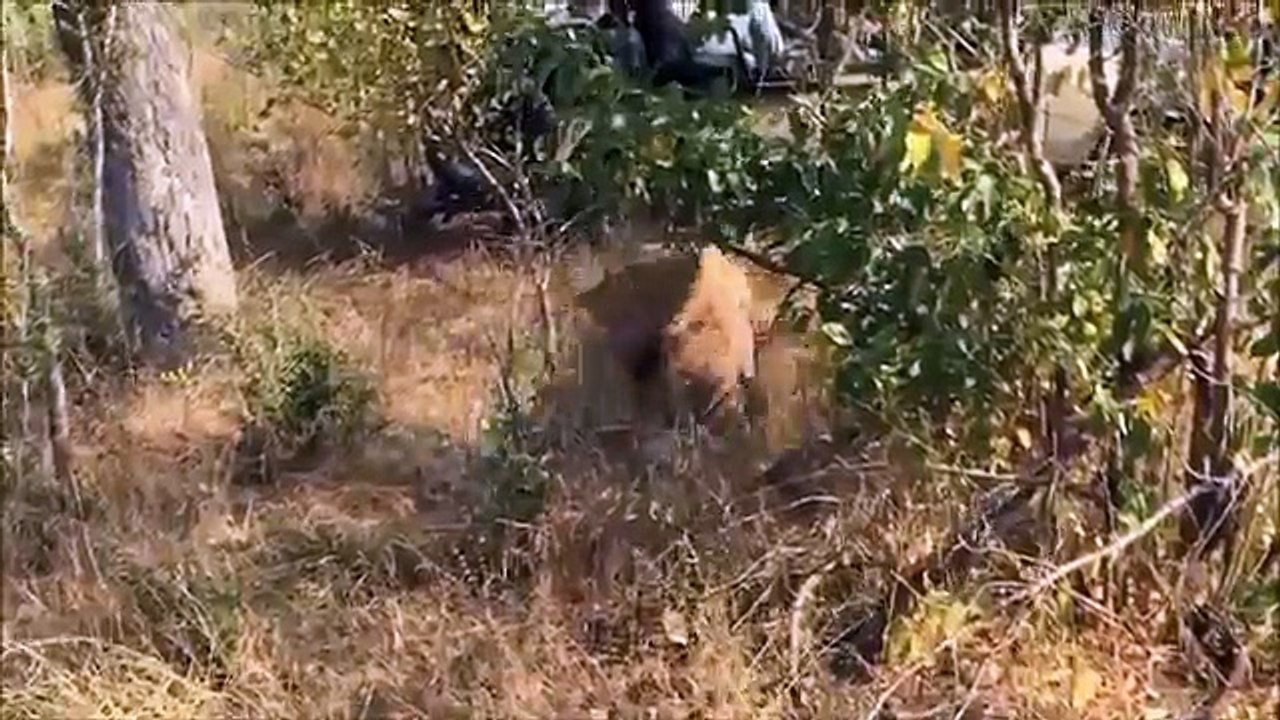 La batalla entre un leopardo y una hiena por una presa