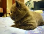 New Animal Funny Videos 2014 - Cute Kitten Suddendly Falls Asleep Funny Videos