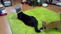 New Animal Funny Videos 2014 - Kitten Won t Stop Playing With Cat Tail Funny Videos