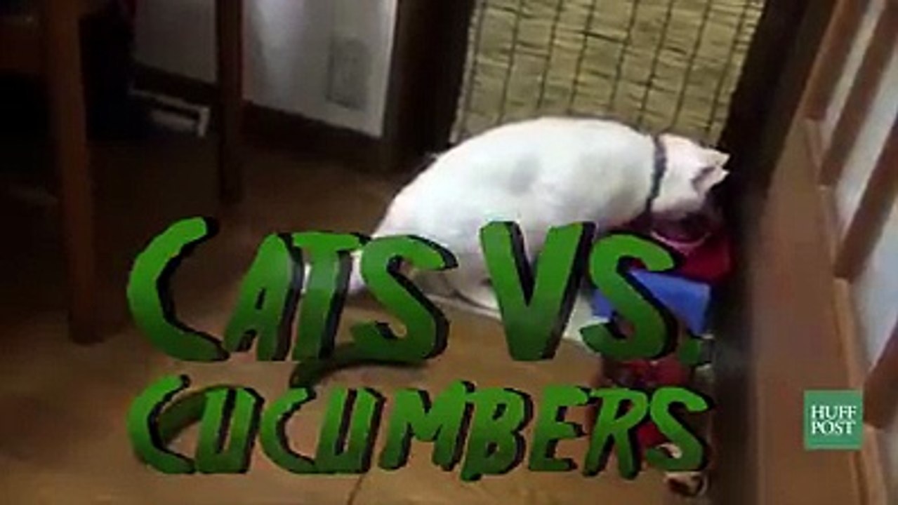 chats peureux de concombre