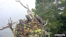 Un groupe d'aigles attaque un nid d'oiseau... Violent