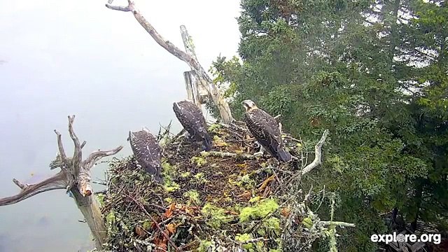 Un groupe d'aigles attaque un nid d'oiseau... Violent