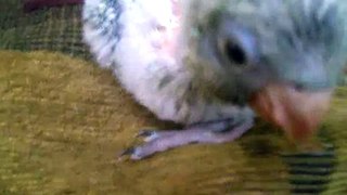 My quaker parrot baby, 24 days old.