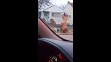 Наша крокодила пибуля выводила. Смешные приколы собаки