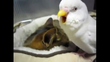 Неразделенная любовь. Смешные приколы кошки попугаи