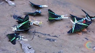 Butterflies of the Amazon Rainforest in the Yawanawa tribe