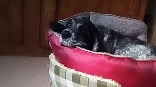 Double Decker Bed for daft puppie