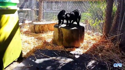 Cute Baby Pygmy Goats Compilation     CFS