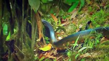 A Maior Cobra do Mundo Piton Gigante Anaconda encontrada no Rio Amazonas