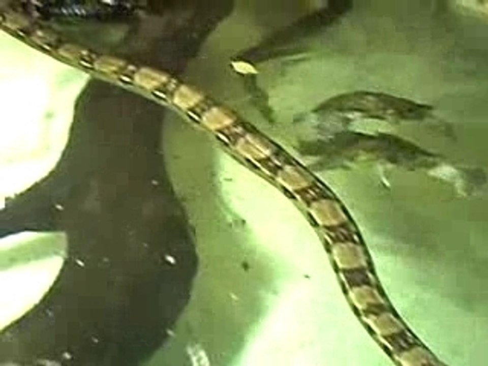 Anaconda