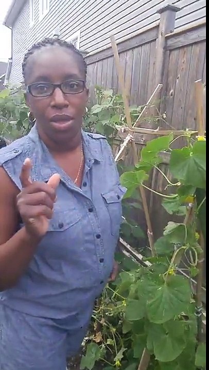 My Cucumber In The Garden