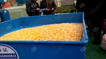 corn flour milling machine work video| corn grinding machine