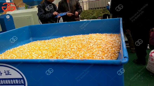 corn flour milling machine work video| corn grinding machine