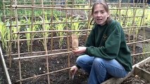 Sowing French Beans