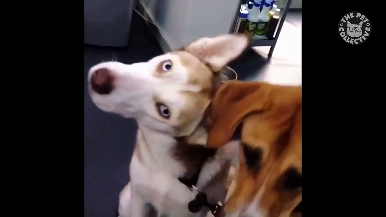 18 Funny Husky Puppies Video Compilation 2016
