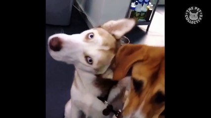 18 Funny Husky Puppies Video Compilation 2016