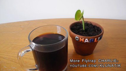 WTF is happening-! Charlie Venus Flytrap