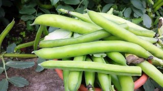 Broad bean harvest today