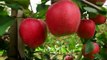 Apple Harvesting machines - amazing agriculture farm equipment machinery