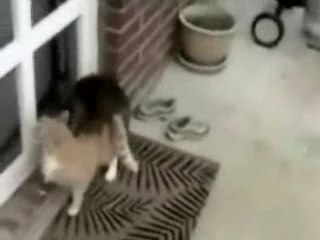 Lapin qui nique un chat