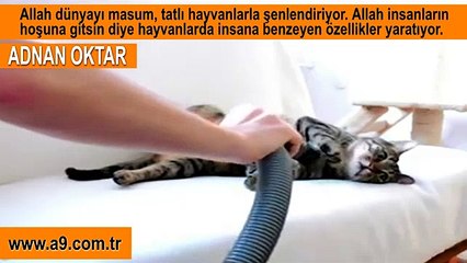 Masaj yaptıran kedi