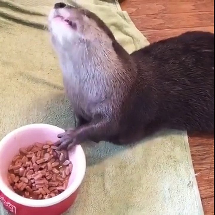 Un animal qui profite de son dimanche  !