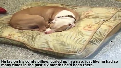 Shelter Dog Has No Idea His New Family Is Waiting Outside