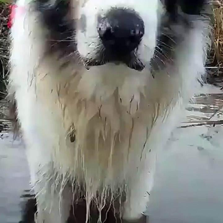 Cet chien évoque des souvenirs !