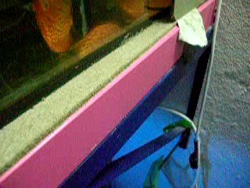 ponte red et blue pigeon