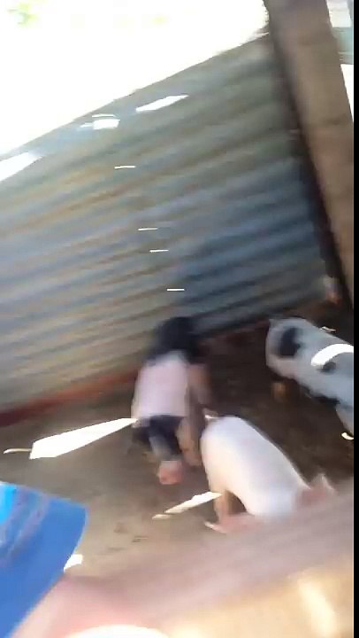 My little pigs we bought in Fiji