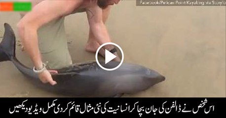 Man-Saves-Baby-Dolphin