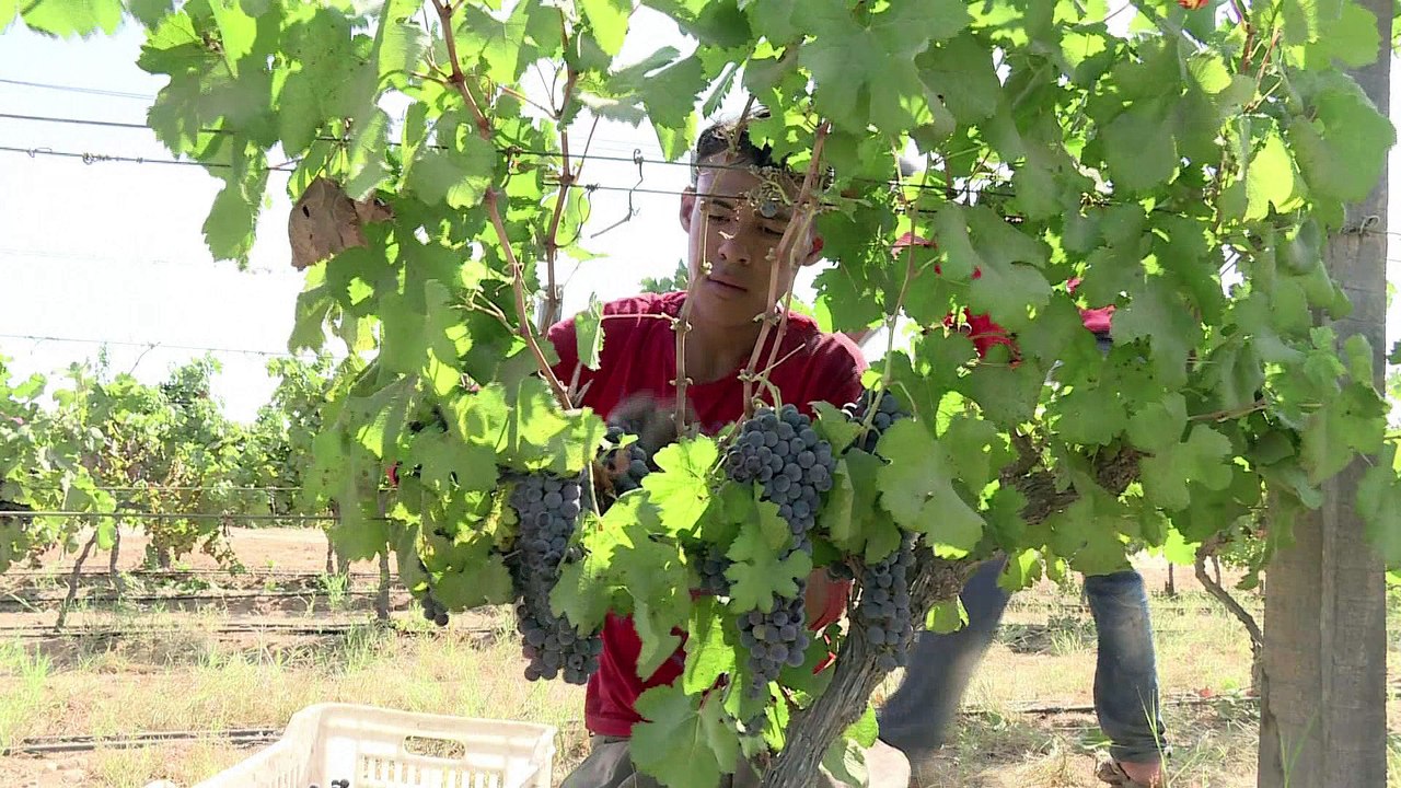 En Egypte, le "vin des Pharaons" cherche encore à s'imposer