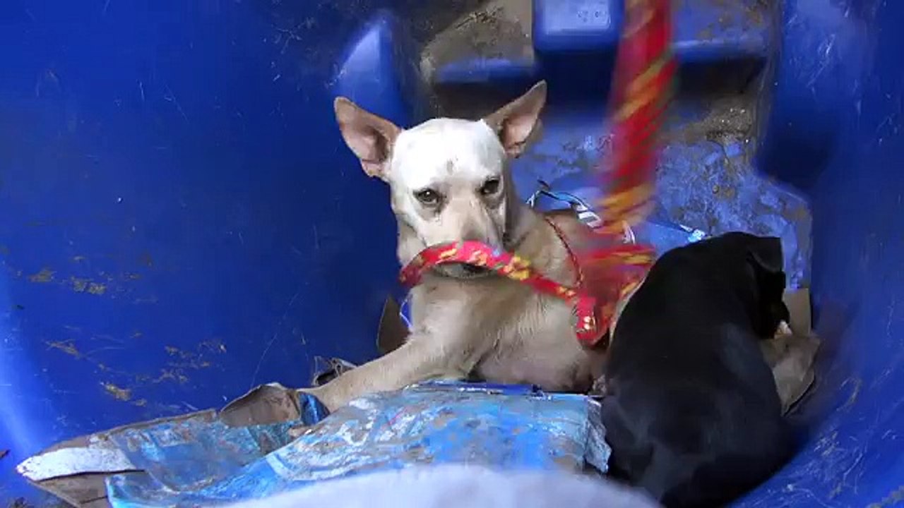 Salvano Una Cagnolina Da Un Bidone Della Spazzatura, Ma Con Lei Trovano Anche Una Dolce Sorpresa