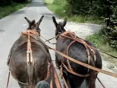 attelage fouta bamboche et les velos