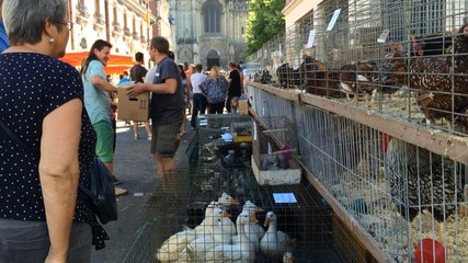 La foire aux picots 2016