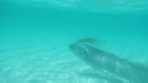 Extrêmement rare: Un serpent des profondeurs aperçu en bord de mer (Mexique)