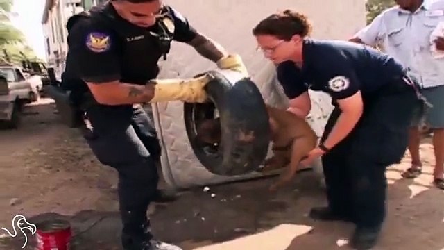 Aveva La Testa Incastrata In Un Cerchione: Ecco Come Questo Cucciolo Viene Liberato E... Adottato!