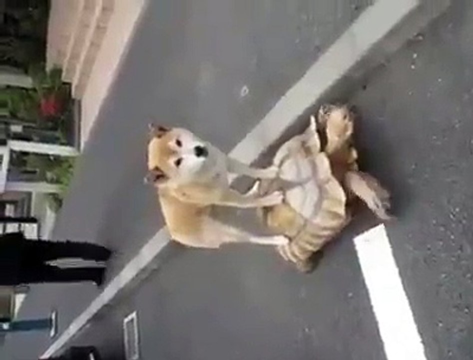 funny clips