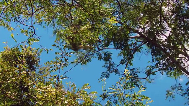 동물의 세계.160808 HD