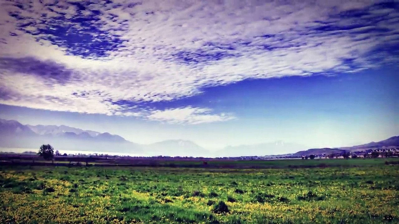 phoenix-tom swoon, belle humble & dank