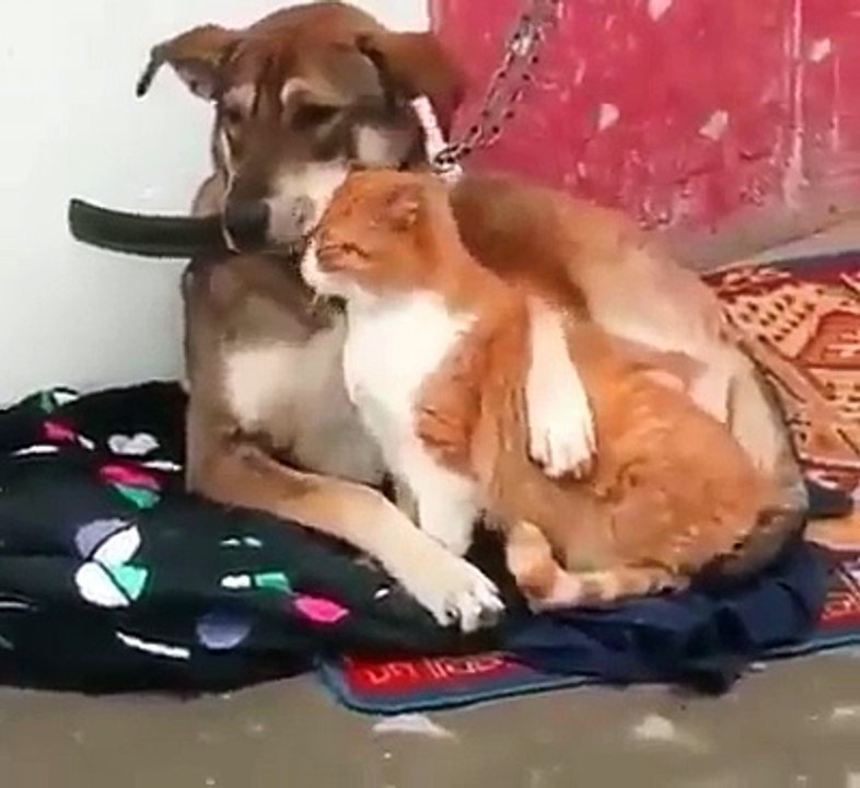 Il Cane é legato alla Catena ma per fortuna c'è il suo amico Gatto a stargli vicino!