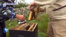 Les abeilles noires, une espèce rare et protégée