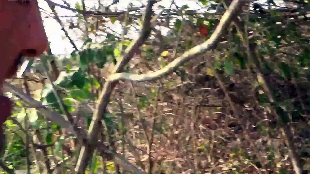 HUGE PYTHON PITON ENORME