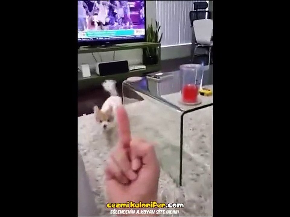 Edepsizliğe Gelemeyen Köpek