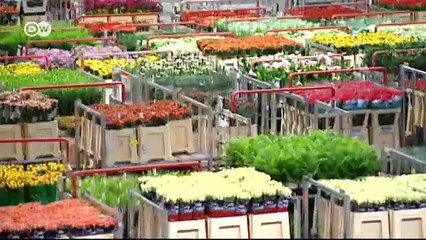 سوق الأزهار في امستردام | يوروماكس